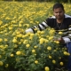 This College Dropout Earns Rs 50 Lakh per Month in Marigold Farming